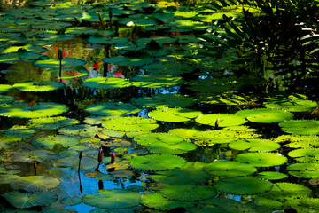 Fototapeta na wymiar lotus leaf and flower in the pond