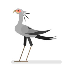 Secretary bird. Wild animal with colorful feather