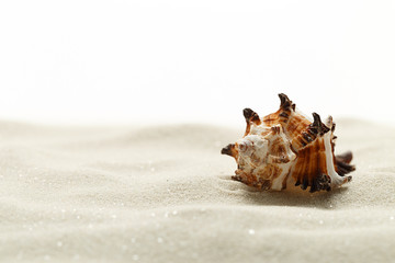 shell in sand, isolated on white background