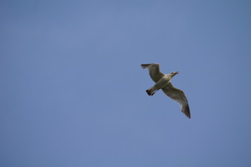 seagull flying in the sky