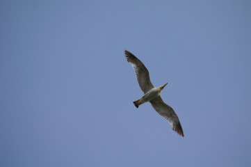 seagull flying in the sky