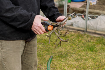 Granpa with black jacket trimming small branches into a barrel. Spring work. First job. Worker cuts woods