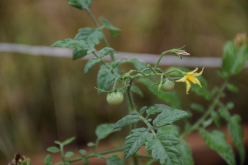 tomates