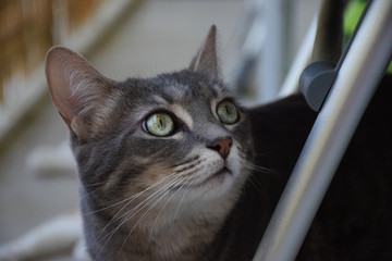 Chat