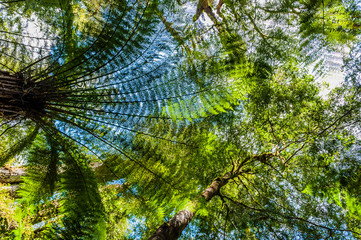 Ferns in the Princetown National Park near Melbourne