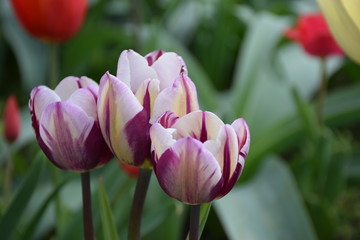 Tulipe