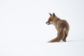 Fototapeta premium Red fox (Vulpes vulpes) is the largest of the true foxes and one of the most widely distributed members of the order Carnivora, being present across the entire Northern Hemisphere