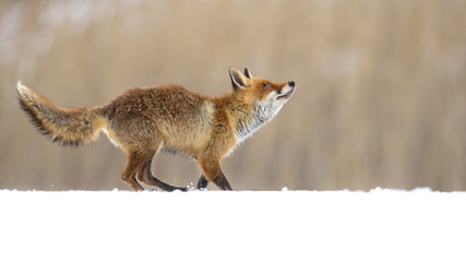 Red fox (Vulpes vulpes) is the largest of the true foxes and one of the most widely distributed members of the order Carnivora, being present across the entire Northern Hemisphere