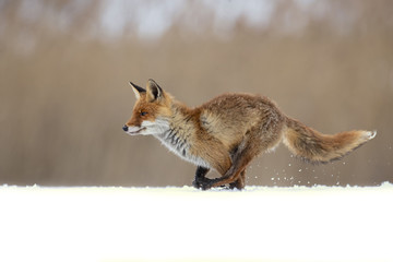 Red fox (Vulpes vulpes) is the largest of the true foxes and one of the most widely distributed members of the order Carnivora, being present across the entire Northern Hemisphere