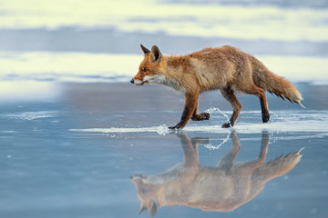 Red fox (Vulpes vulpes) is the largest of the true foxes and one of the most widely distributed members of the order Carnivora, being present across the entire Northern Hemisphere