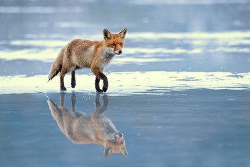 Fototapeta premium Red fox (Vulpes vulpes) is the largest of the true foxes and one of the most widely distributed members of the order Carnivora, being present across the entire Northern Hemisphere