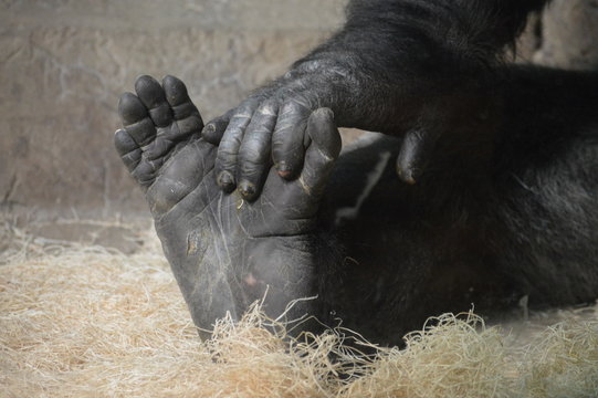 Western Lowland Gorilla hand and foot