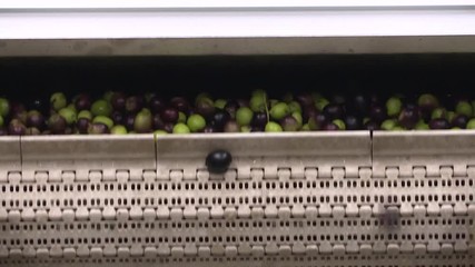 Dall'oliva all'olio