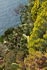 Landscape and vegetation in the Cinque Terre.