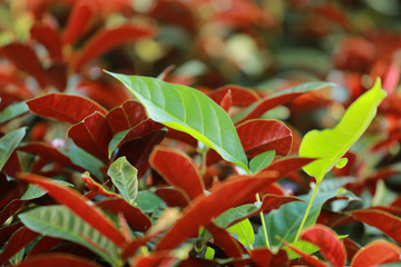 Picara or Excoecaria cochinchinensis Lour. var. cochinchinensis 