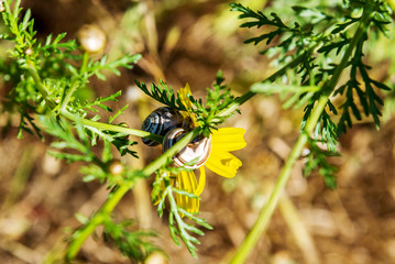 Snail on a yellow flower in spring.