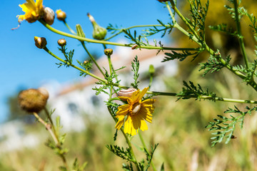 Snail on a yellow flower in spring.