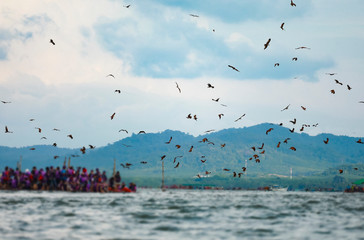 Brahminy kite, Red-backed sea-eagle,Chanthaburi province, Thailand