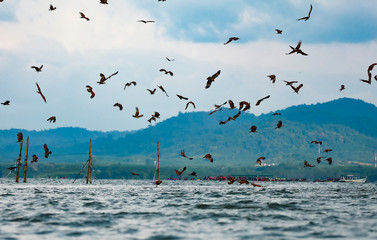 Brahminy kite, Red-backed sea-eagle,Chanthaburi province, Thailand