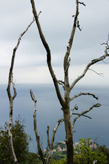 Shrubs burned by the fire in the Cinque Terre. Remains of a fire on the coast of Liguria. Province of La Spezia.