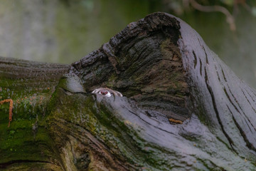 A polecat, lat. Mustela putorius, hides in a large knothole, so that only the tip of the animal's nose is visible.