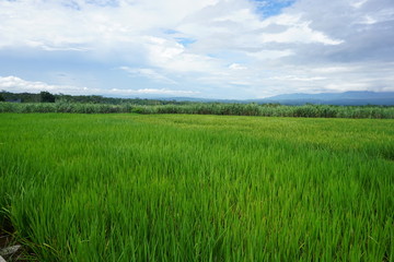 Obraz premium beautiful green rice fields