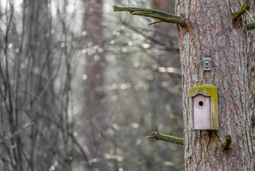 Abstract image of an old weathered birdhouse on the trunk of a tall pine tree against a blurred background with bokeh and much copy space