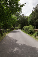 dirt road through a forest
