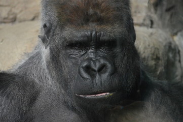 Western Lowland Gorilla
