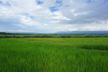Obraz na płótnie Canvas beautiful green rice fields