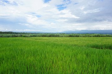 Fototapeta premium beautiful green rice fields