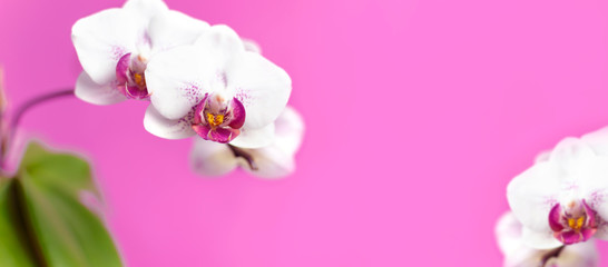 Beautiful White with pink Phalaenopsis orchid flowers on bright pink background. Tropical flower, branch of orchid close up. Pink orchid background. Holiday, Women's Day, Flower Card flat lay