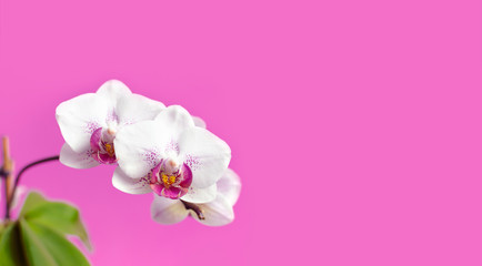 Fototapeta na wymiar Beautiful White with pink Phalaenopsis orchid flowers on bright pink background. Tropical flower, branch of orchid close up. Pink orchid background. Holiday, Women's Day, Flower Card flat lay