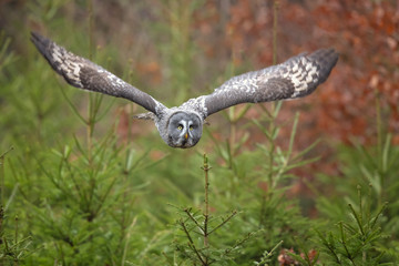 Great grey owl or great gray owl (Strix nebulosa) is a very large owl, documented as the world's largest species of owl by length.