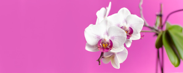 Beautiful White with pink Phalaenopsis orchid flowers on bright pink background. Tropical flower, branch of orchid close up. Pink orchid background. Holiday, Women's Day, Flower Card flat lay