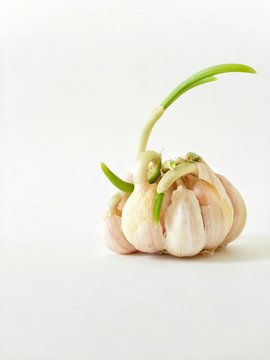 Ugly head of garlic with green sprouts close-up on white background. Organic vegetable.
