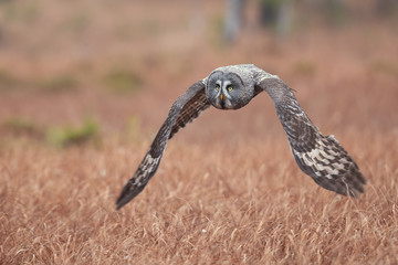 Great grey owl or great gray owl (Strix nebulosa) is a very large owl, documented as the world's largest species of owl by length.