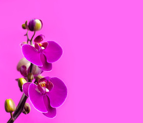 Beautiful purple Phalaenopsis orchid flowers on bright pink background. Tropical flower, branch of orchid close up. Pink orchid background. Holiday, Women's Day, Flower Card flat lay