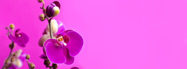 Beautiful purple Phalaenopsis orchid flowers on bright pink background. Tropical flower, branch of...