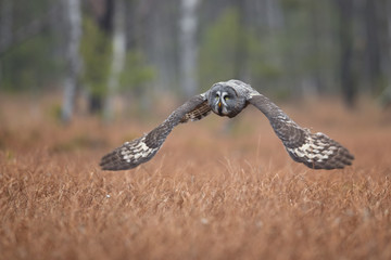 Great grey owl or great gray owl (Strix nebulosa) is a very large owl, documented as the world's largest species of owl by length.