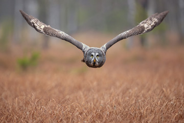 Great grey owl or great gray owl (Strix nebulosa) is a very large owl, documented as the world's...
