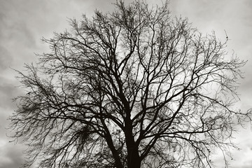 tree against moody sky