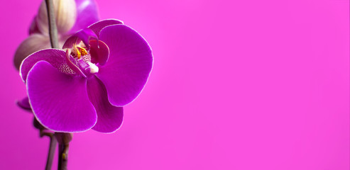 Beautiful purple Phalaenopsis orchid flowers on bright pink background. Tropical flower, branch of orchid close up. Pink orchid background. Holiday, Women's Day, Flower Card flat lay