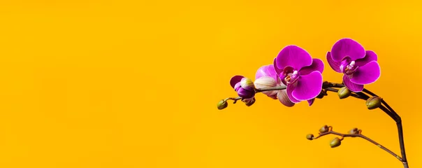 Foto op Canvas Beautiful purple Phalaenopsis orchid flowers on bright yellow background. Tropical flower, branch of orchid close up. Pink orchid background. Holiday, Women's Day, Flower Card flat lay © olgaarkhipenko
