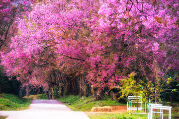 Cherry blossom blooming n Thaland