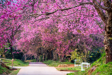 Naklejka premium Cherry blossom blooming n Thaland