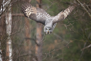 Great grey owl or great gray owl (Strix nebulosa) is a very large owl, documented as the world's largest species of owl by length.