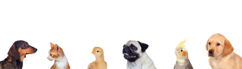 Different pets isolated on a white background