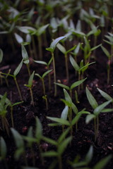 Young plants. Growing vegetables