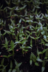 Young plants. Growing vegetables